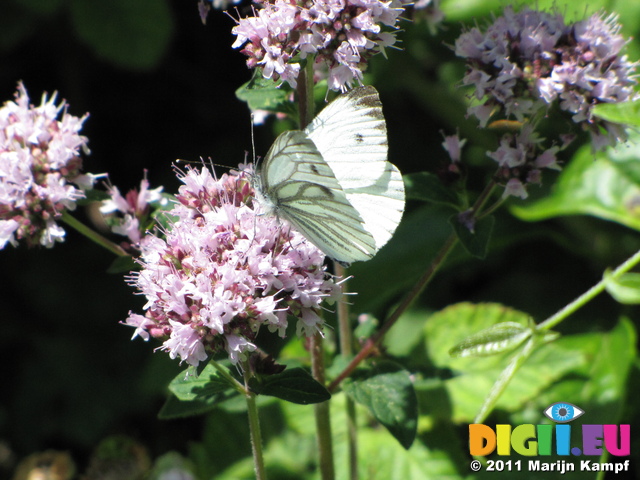 SX19989 Small White (Pieris rapae) butterfly